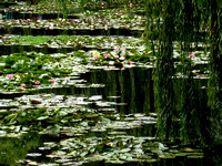 Monet's Garden Lily Pond, 5