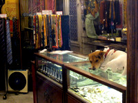 Guess who's minding the store - the French do love their dogs.