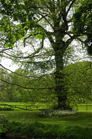 Tree, Blarney Castle grounds