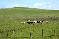 Cows at the top of the Cliffs