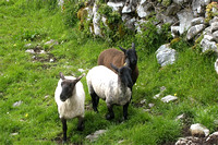 Sheep buddies