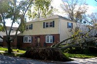 Uprooted tree, Queens, NY