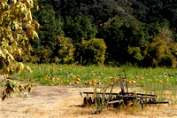 Apple Harvest, Los Rios Rancho, 10/10