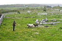 Sheep-herding demonstration