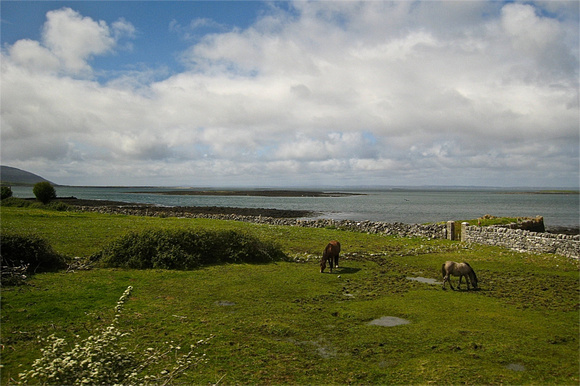 Horses grazing near the water