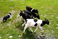 Border Collie herding cows