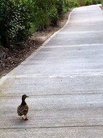 Walking companion, 2