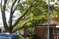 Tree on roof, Queens