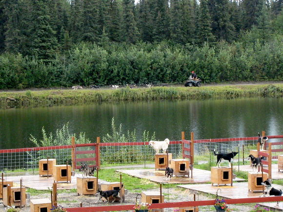 Dog sled team racing around the back property