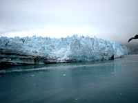 Bird in flight by a glacier
