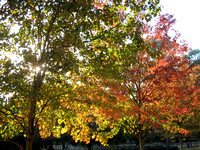 Autumn leaves