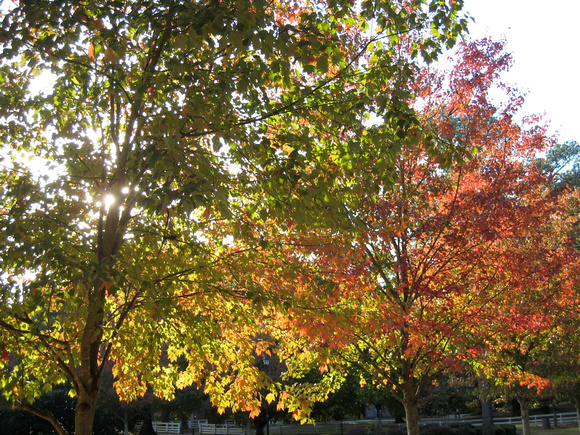 Autumn leaves