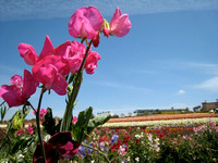 Flower Fields, Pt. 2