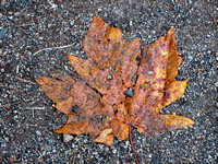 Canadian maple leaf