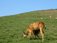 IMG_0485.JPG